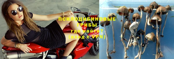 PSILOCYBIN Бугульма